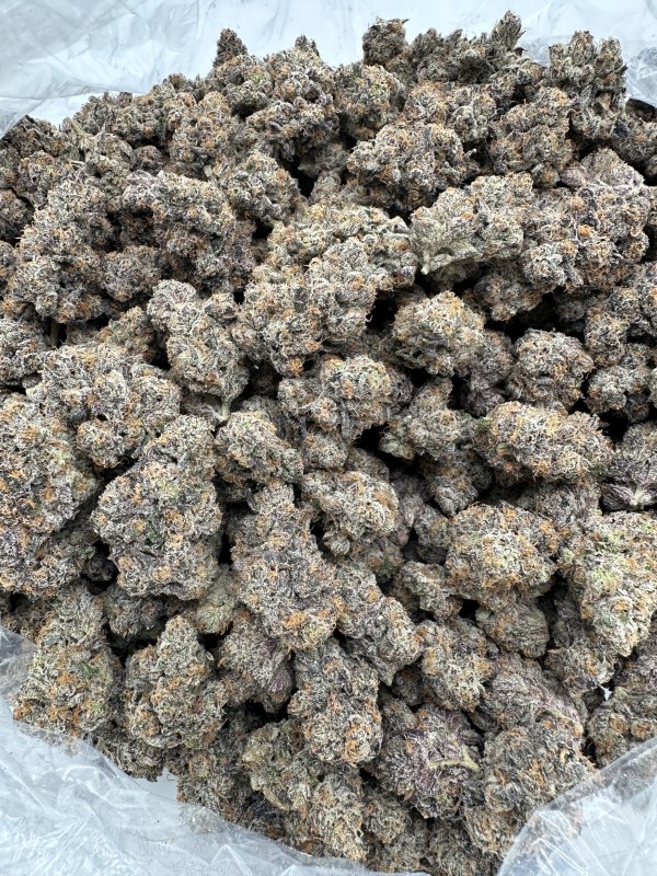 PURPLE CERTZ - EXOTIC