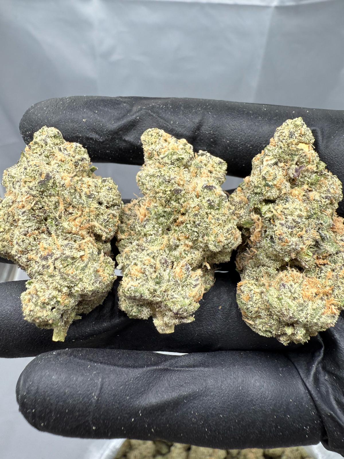 RASPBERRY GAS - INDOOR - Image 1
