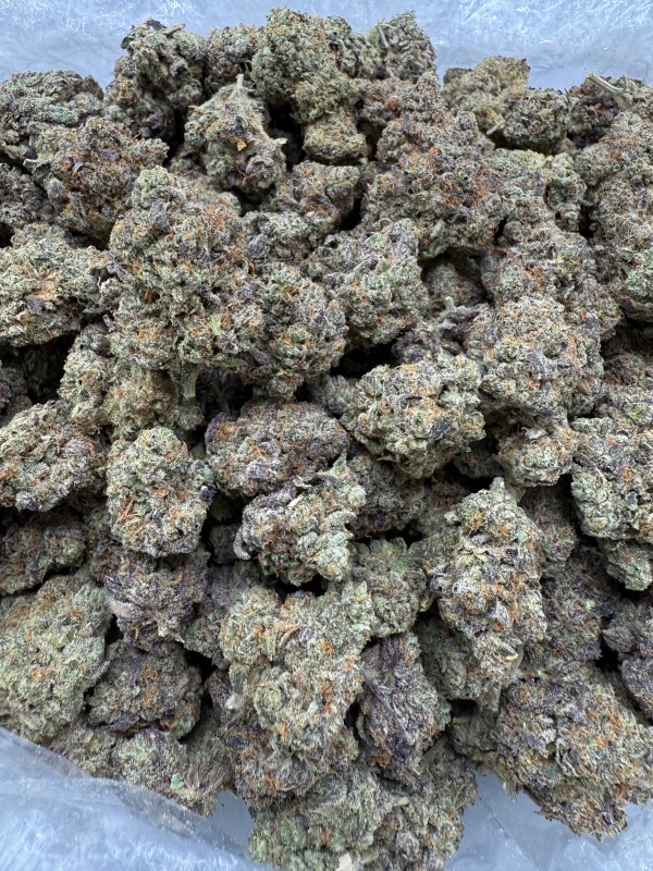 AFGHAN - INDOOR