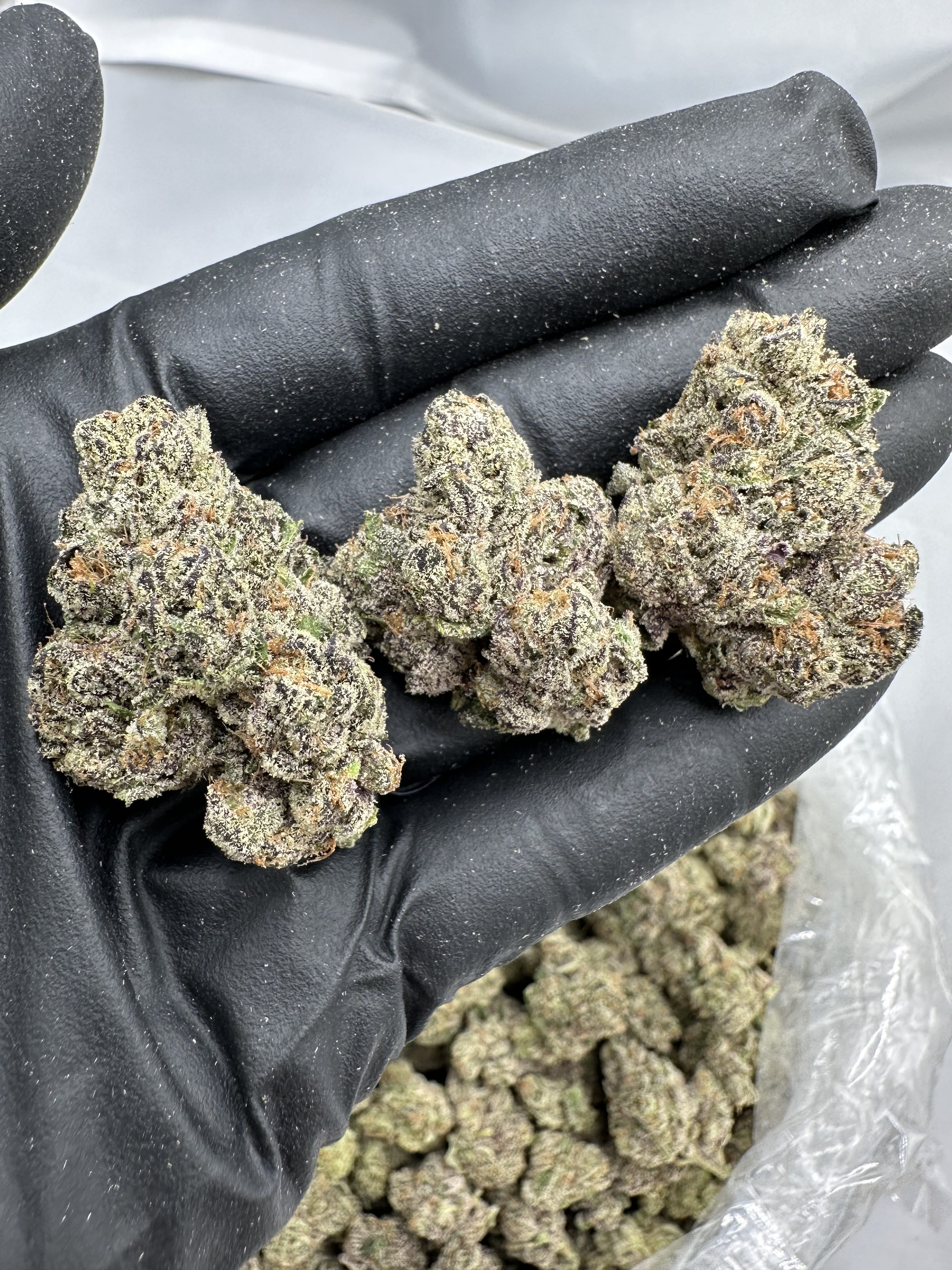 BLUE LOBSTER FLOWER THCA