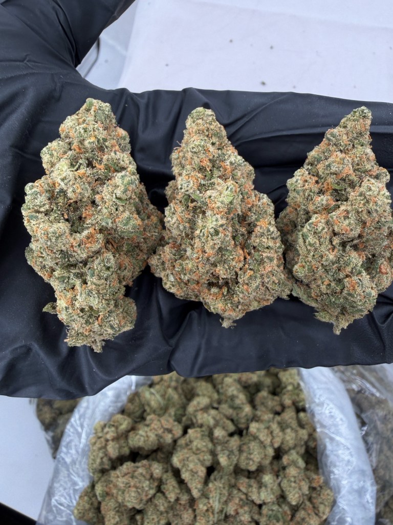 SOUR JACK - INDOOR