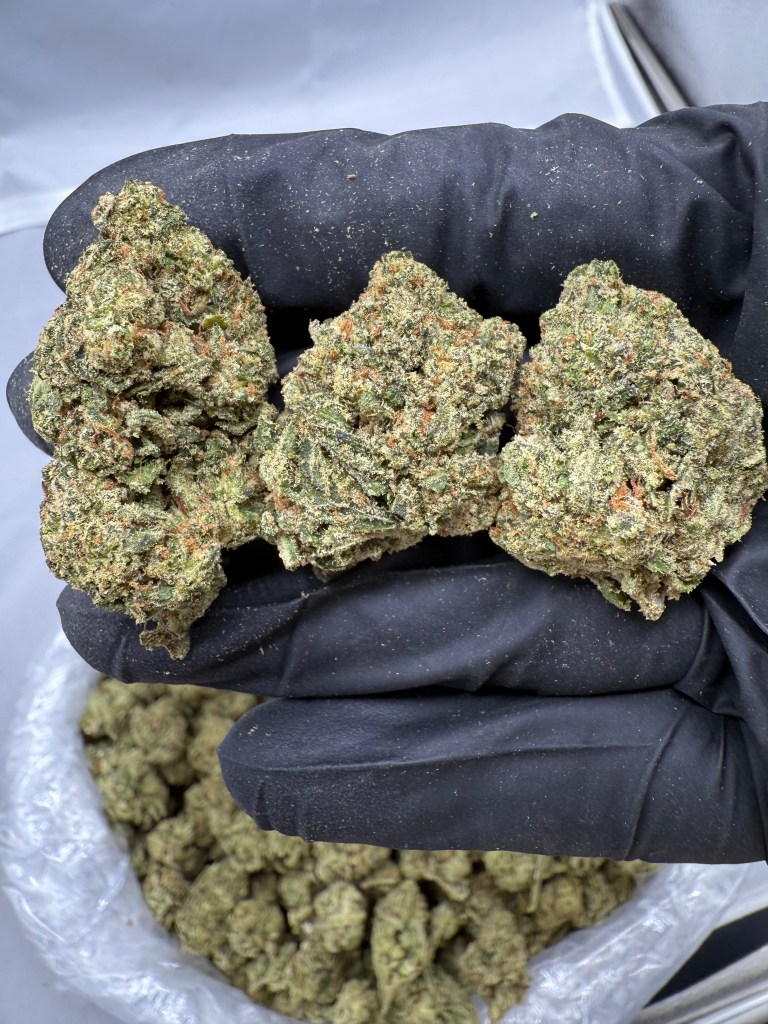 WHITE CHERRY GELATO - VALUE INDOOR