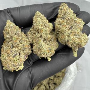 YERBA FUEL - INDOOR - Image 1