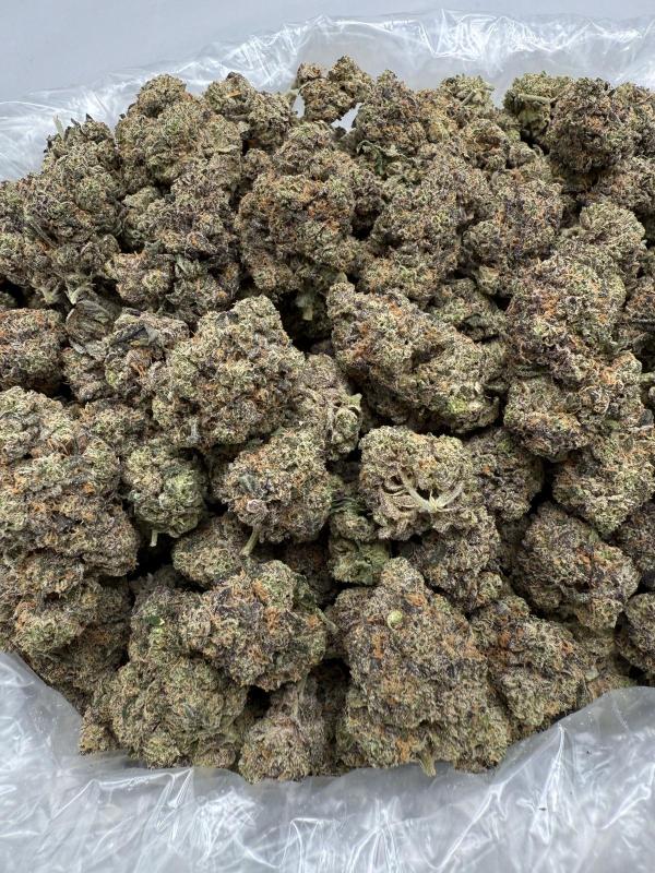 DANK SINATRA - INDOOR