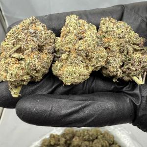 DANK SINATRA - INDOOR - Image 1
