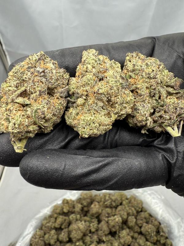 DANK SINATRA - INDOOR