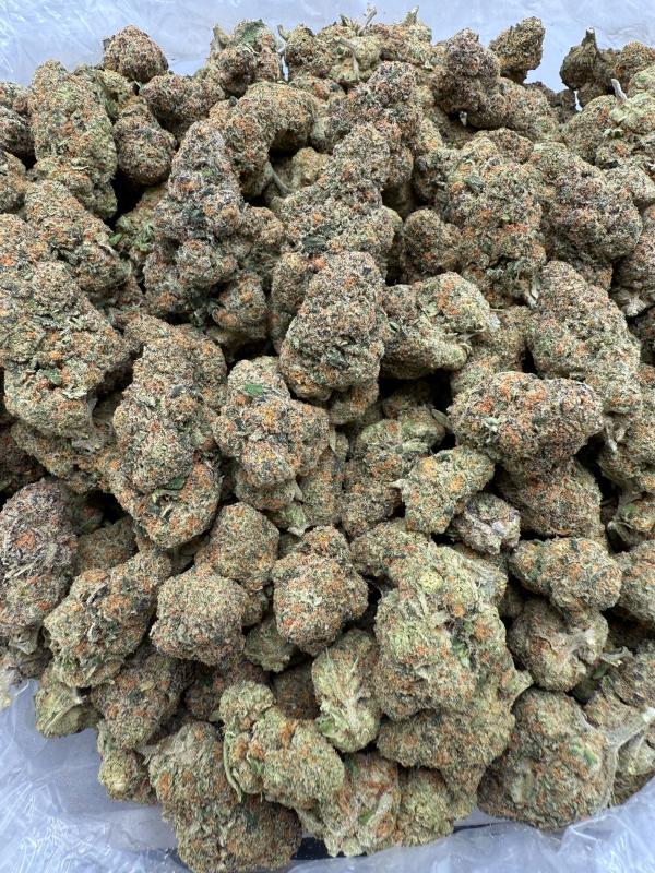 DREAM WALKER - VALUE INDOOR