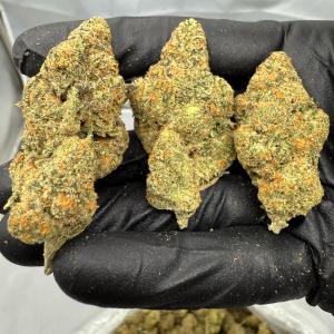 DREAM WALKER - VALUE INDOOR - Image 1