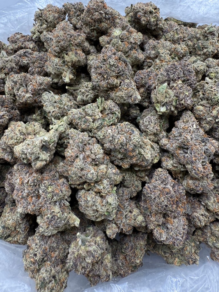STANKASAURUS - INDOOR