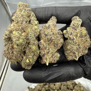 JUNGLE CAKE - INDOOR - Image 1