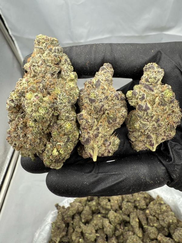 JUNGLE CAKE - INDOOR