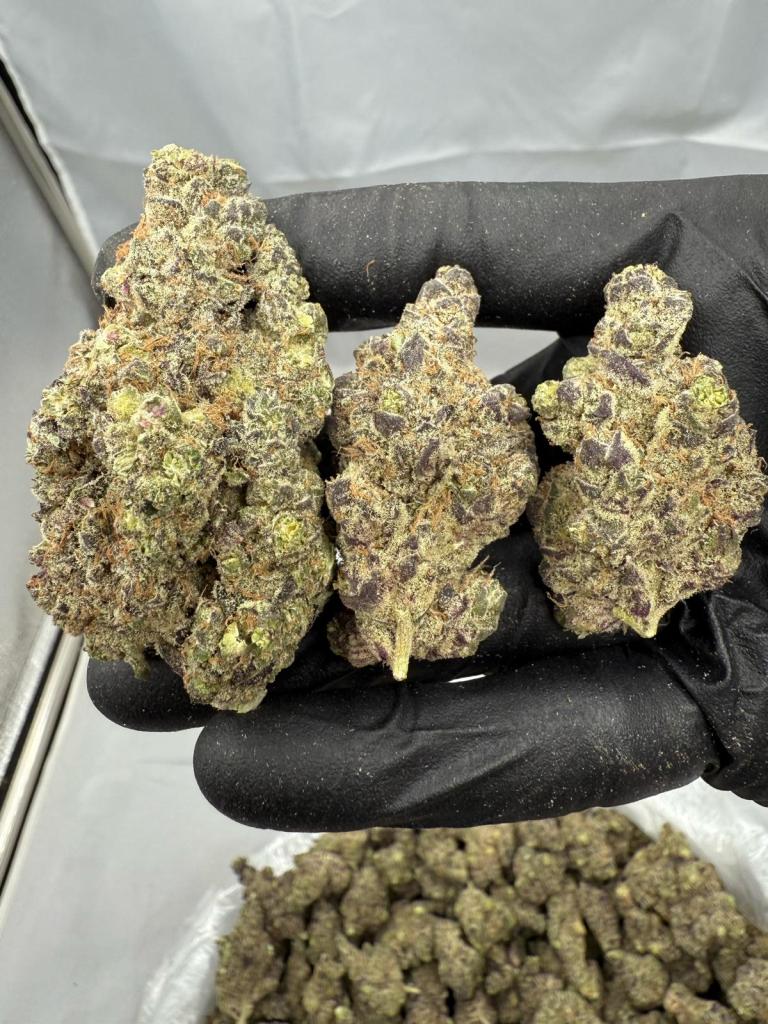 JUNGLE CAKE - INDOOR