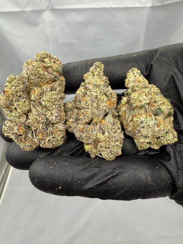 STANKASAURUS - INDOOR