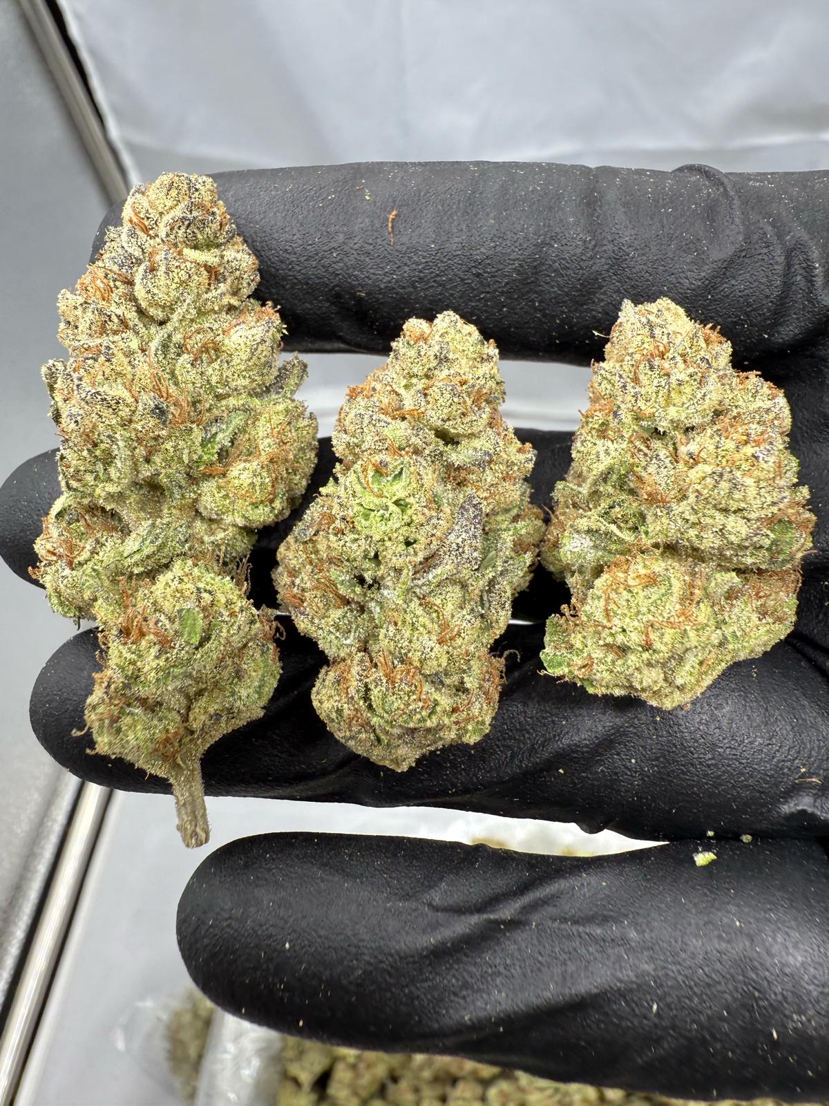 WHITE WIDOW - LIGHT ASSIST - Image 1
