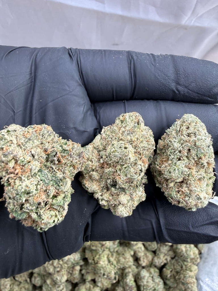 GALACTIC GUMMY - INDOOR