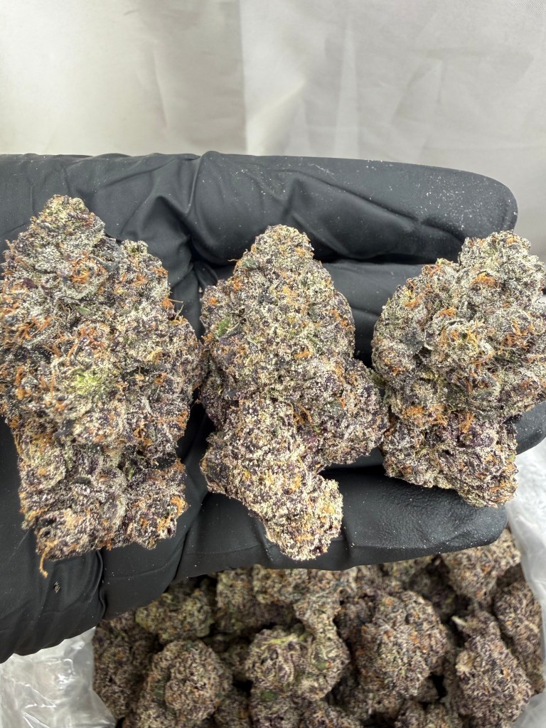 MONEY OVER BITCHES (MOB) - EXOTIC