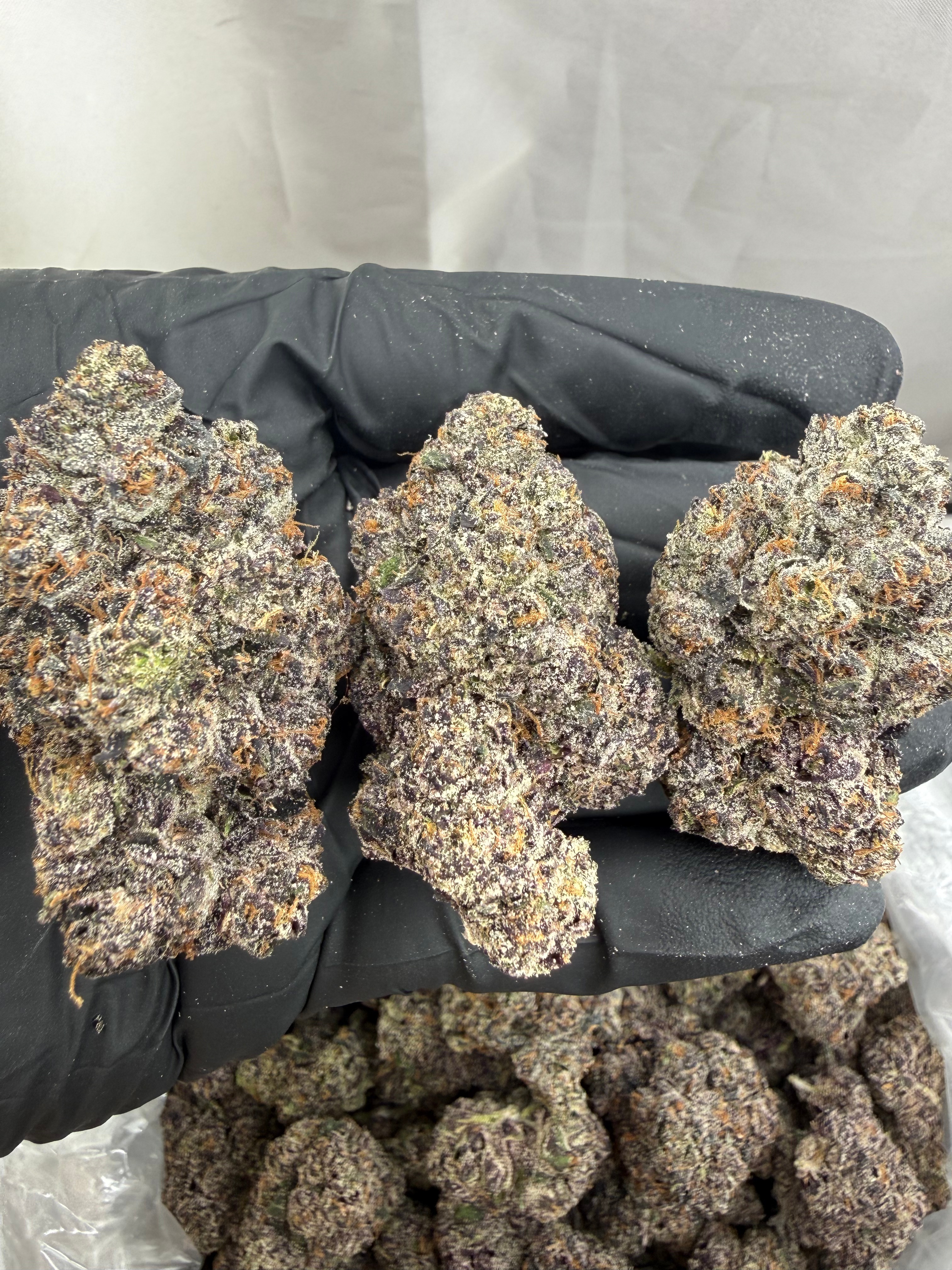 MONEY OVER BITCHES (MOB) - EXOTIC - Image 1