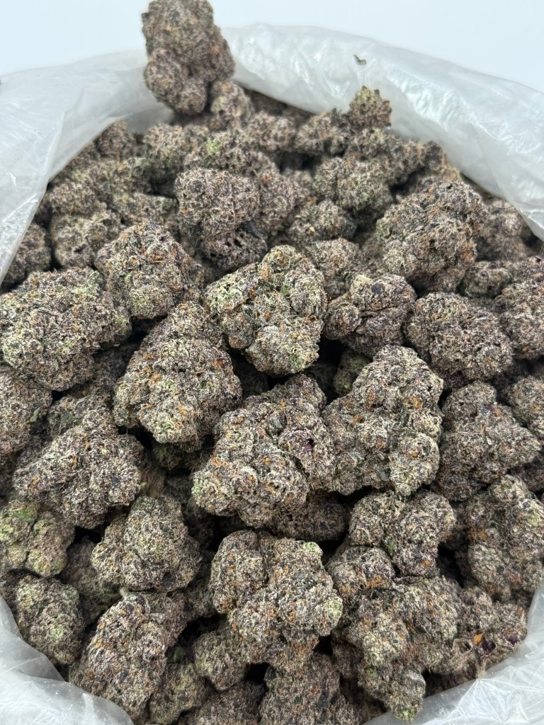 MONEY OVER BITCHES (MOB) - EXOTIC