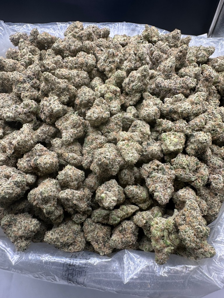 BLUE NERDZ - INDOOR