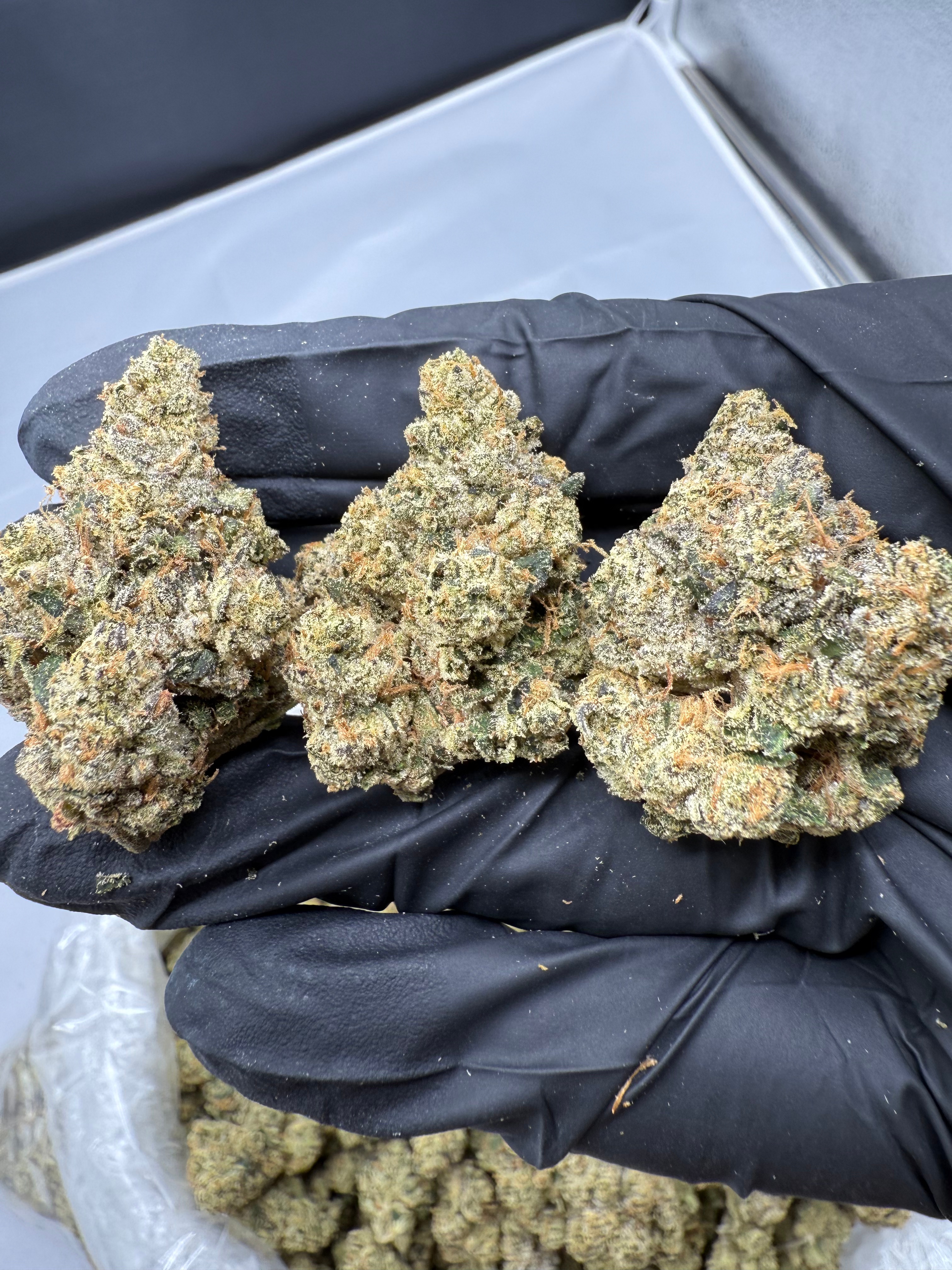 KING LOUIE - INDOOR - Image 1