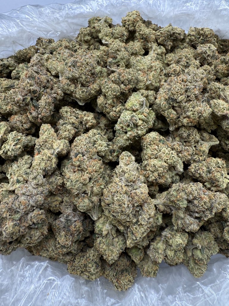 KING LOUIE - INDOOR