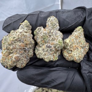 OREOZ - INDOOR - Image 1